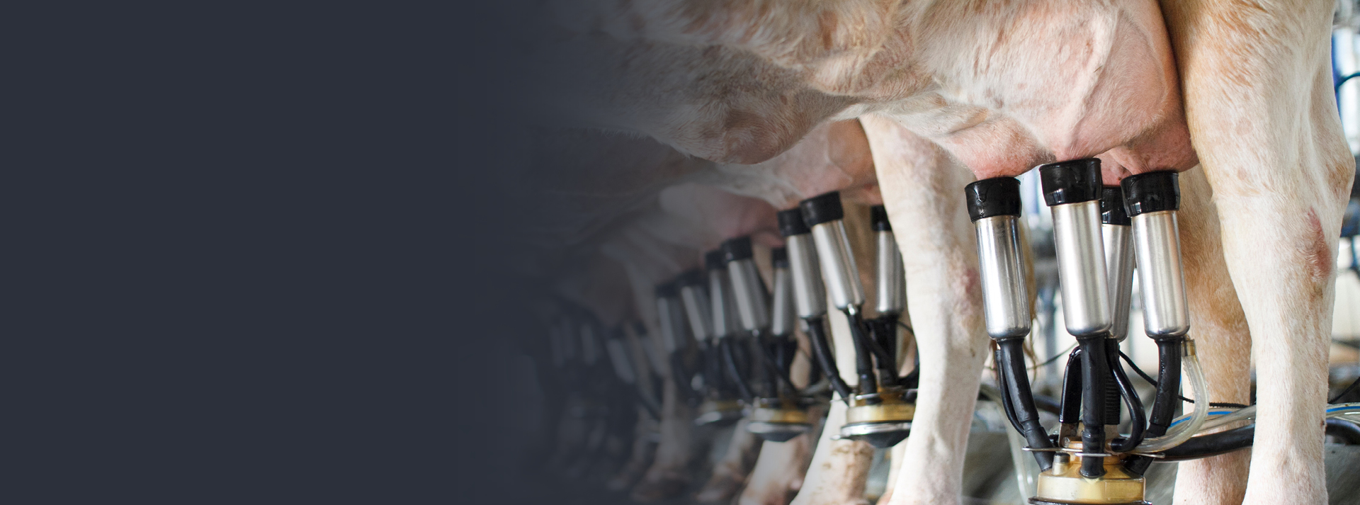 Contract milking website homepage v2
