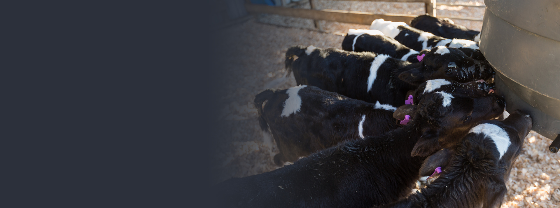 Fonterra payout website homepage opt2